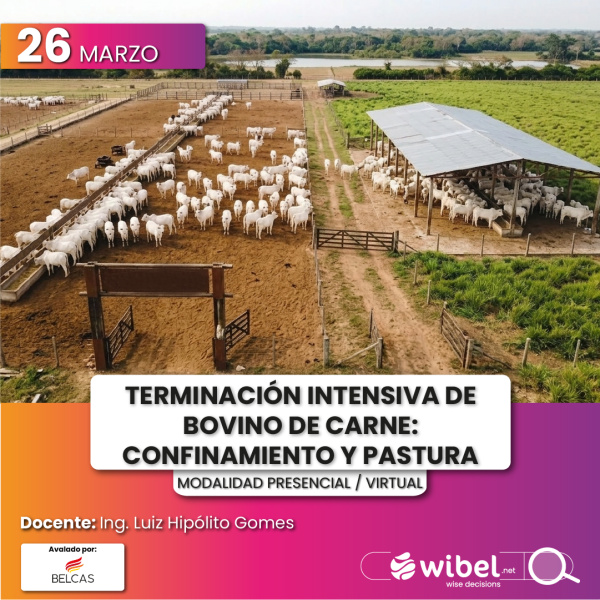 Terminación Intensiva de Bovino de Carne: Confinamiento y Pastura