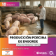 Producción Porcina de Engorde
